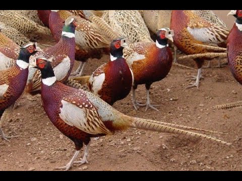 Видео: Много фазана. охота по снегу с мр-155  Амурская область Дальний Восток