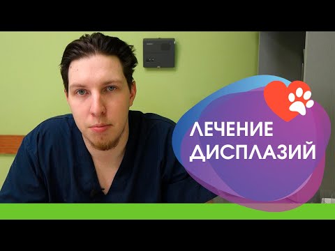 Видео: Лечение дисплазии у животных