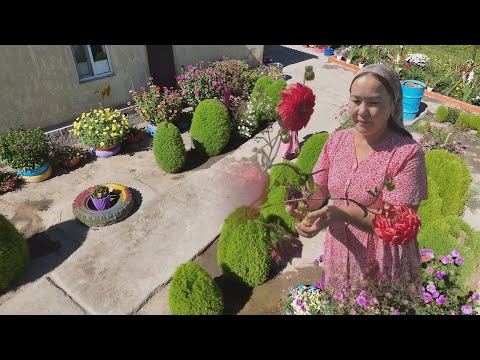 Видео: УТРК НАРЫН: АЙЫЛЫН ГҮЛГӨ ОРОНТКОН АЙЫМДАР