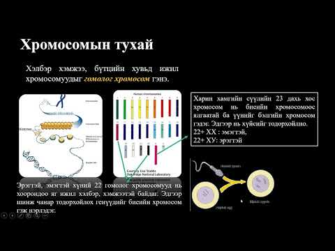 Видео: Биологи №38  Амьд биеийн үржил, хөгжил I
