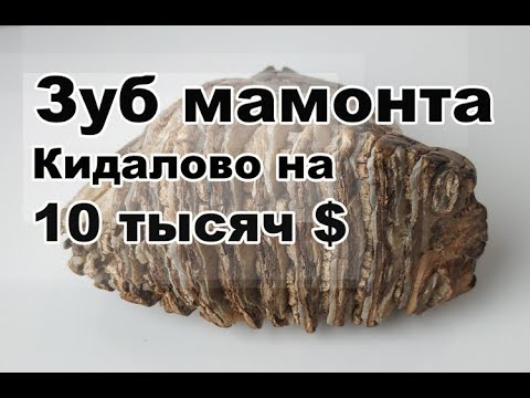 Видео: Зуб мамонта или Кидалово на  10 000$