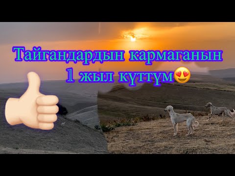 Видео: Прогулка, ТАЙГАН салуу, Түлкүгө жеттиби?