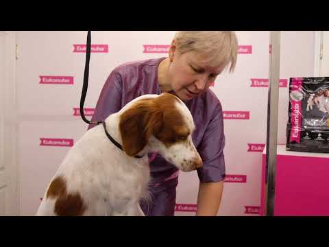 Видео: Собака без подшерстка.Экспресс-линька Бретонского Эпаньоля.