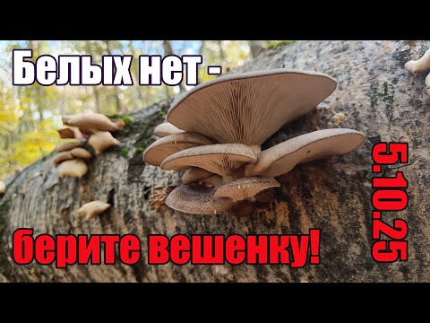 Видео: Грибы в октябре. Белых нет - берите вешенку! Поход в лес 5.10.25