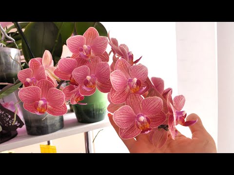 Видео: Орхидеи В ЦВЕТАХ. Зацветают и зацветают.