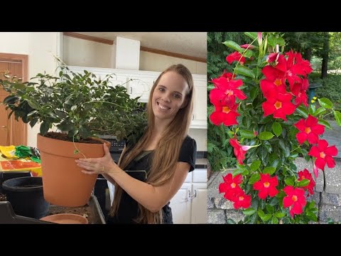 Видео: Пересадка и зимовка моей мандевиллы! | Просто цветение