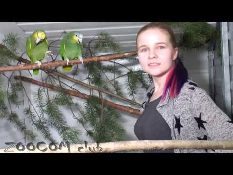 Видео: Кстати о птичках! Познакомьтесь с нашими пернатыми. Parrots