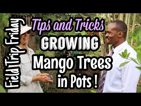 Видео: Пятничная экскурсия: советы и рекомендации садовода из Орландо по выращиванию манговых деревьев в...
