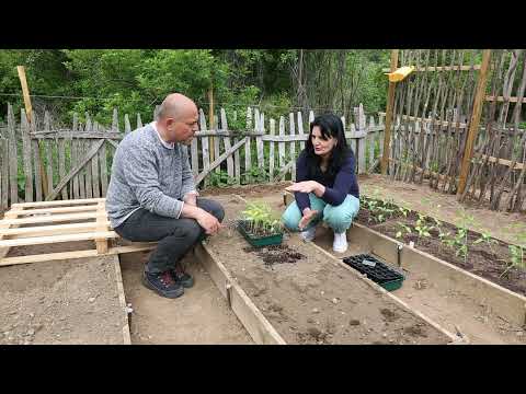 Видео: Посадка перца на приподнятые грядки в нашем огороде.