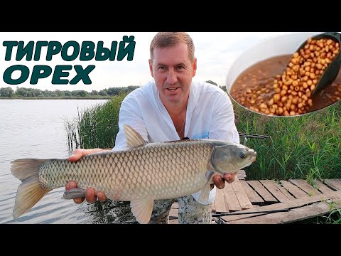 Видео: БЕЛЫЙ АМУР И КАРП ЛЮБЯТ ТИГРОВЫЙ ОРЕХ!