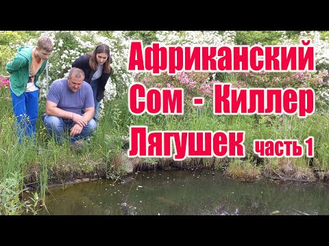 Видео: Африканский сом - киллер лягушек (часть1)