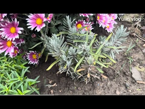 Видео: Как легко размножить лаванду — давайте вспомним 