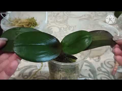 Видео: Наращиваем корни быстро. Волшебный живой мох.