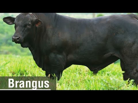 Видео: Brangus Bull Power — встречайте гигантов гибридного мира!