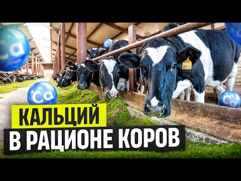 Видео: Кальций в рационе коров