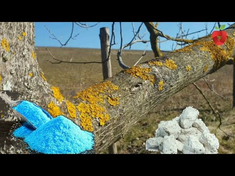 Видео: Защитите старые фруктовые деревья и предотвратите развитие на них лишайника и мха.