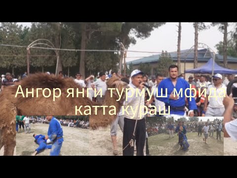 Видео: АНГОРДА КАТТА КУРАШ.                         09.05.2024