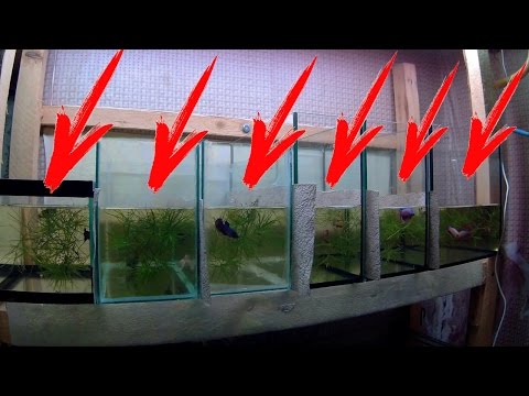 Видео: РАЗВЕДЕНИЕ ПЕТУШКОВ ОТ А ДО Я!!!