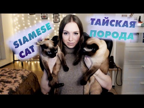 Видео: ТАЙСКИЕ КОШКИ (сиамская порода)//siamese cat 2020