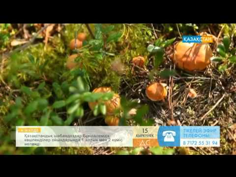 Видео: Саңырауқұлақ пайдасы