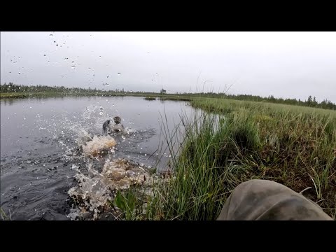 Видео: Большая щука болотного озера, что она вытворяет! Часть 1