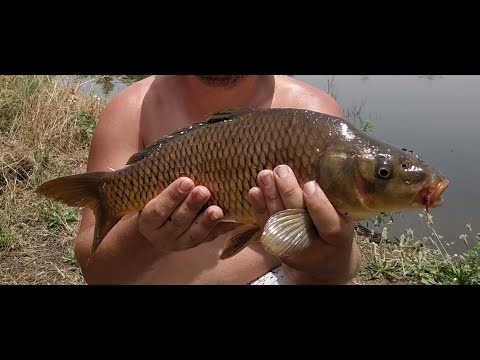 Видео: Рыбалка для души 🤗 #рыбалка #карп #телапия #израиль