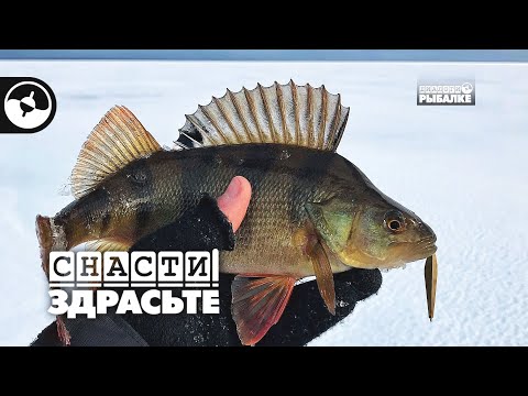 Видео: Призовой вологодский зимний окунь | Снасти, здрасьте!