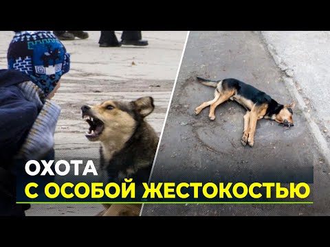 Видео: Травят крысиным ядом: догхантеры устроили охоту на бродячих собак в Лабытнанги