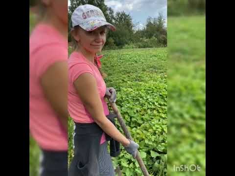 Видео: Подкоп батата сорт Баю Белл