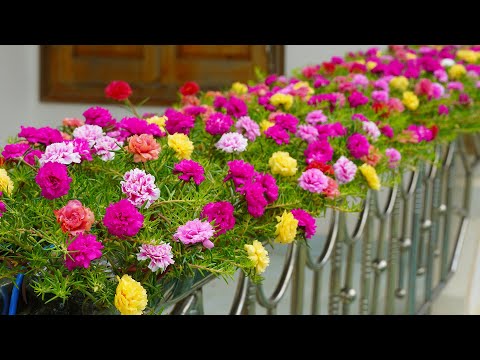 Видео: Как вырастить портулак (розу моховую) на красивых перилах: креативные идеи для сада на балконе