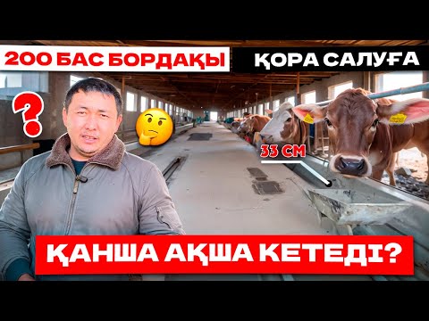 Видео: 200 бас Бордақы Бұқаға қора салуға қанша кетеді ?🤔