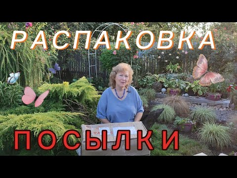 Видео: Из питомника " Академия  Роз " - посылка  с  розами.