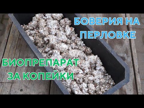 Видео: Боверия - почти бесплатный биопрепарат для борьбы с вредителями у себя на огороде. #боверия