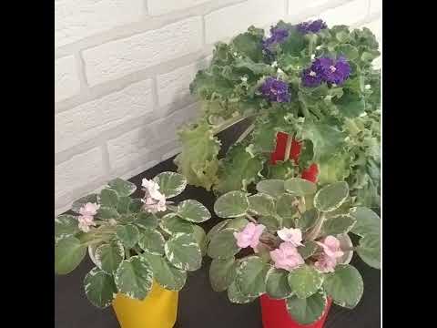 Видео: #258 Как заставить фиалки радовать цветами всегда!