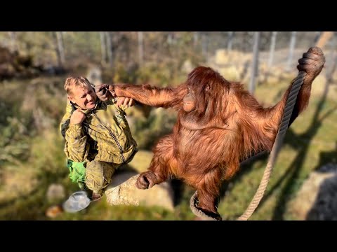 Видео: Орангутан Дана превратилась в ОЧЕНЬ СИЛЬНУЮ обезьяну!