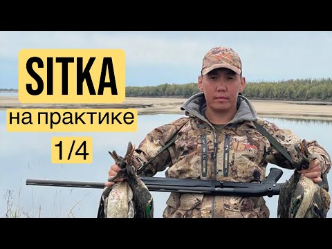 Видео: Куьунну кус - 2025 (Sitka на практике!)