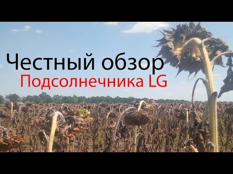 Видео: Подсолнечник перед уборкой. Так ли хорош Лимагрейн как его малюют!