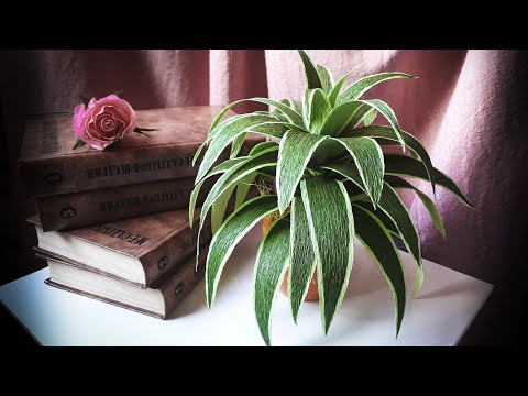 Видео: Драцена из бумаги /  Dracena from crepe paper