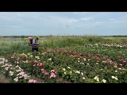 Видео: Плановая профилактическая обработка роз и шиповника в нашем питомнике. Как и чем мы обрабатываем.