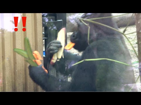Видео: Горилла◆Специальное блюдо для больного Гэнтаро. Кинтаро завидует.　【 Семья Момотаро