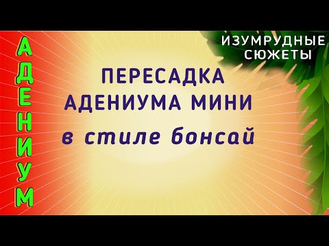 Видео: Адениум. Пересадка Адениума Мини В Стиле Бонсай