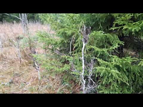 Видео: Новые места для поиска рогов.