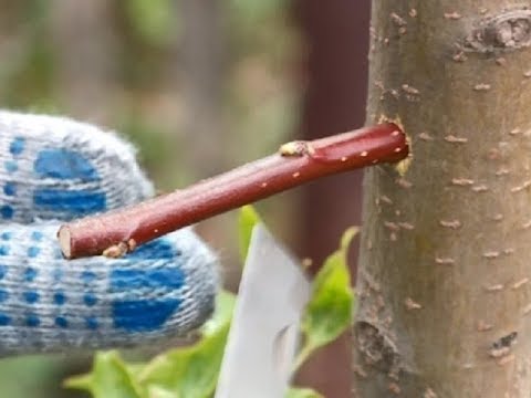 Видео: уДАЧное решение. Прививаем деревья при помощи дрели