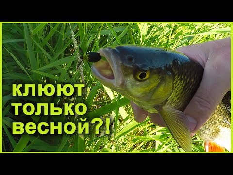 Видео: Клюют только весной?! Ловля голавлей нахлыстовой снастью на малой реке. Подбор мушки в течение дня.