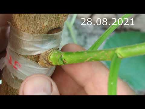 Видео: прививка шелковицы с результатом через месяц / A mulberry graft with one month later results