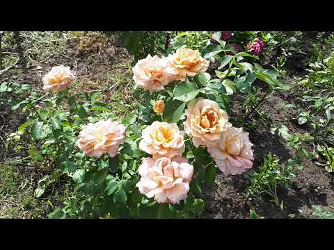 Видео: РОЗА ХАНИ ДИЖОН МОЯ ШЁЛКОВАЯ МЕЧТА 😍💚🧡💛🌹🌹🌹.