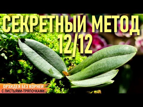 Видео: ❗️МОЙ СЕКРЕТНЫЙ МЕТОД ВОССТАНОВЛЕНИЯ ОРХИДЕЙ МЕТОД 12/12 И ОРХИДЕЯ БЕЗ КОРНЕЙ С ЛИСТЬЯМИ-ТРЯПОЧКАМИ!