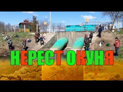 Видео: ИЩУ РЫБУ НА ГЭС!!! ТАБУНЫ РЫБЫ!!! Как проходит нерест окуня. Подводные съёмки.