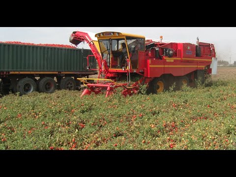 Видео: Уборка томата в Португалии Tomato harvest in Portugal  Colheita dо tomate em Portuga