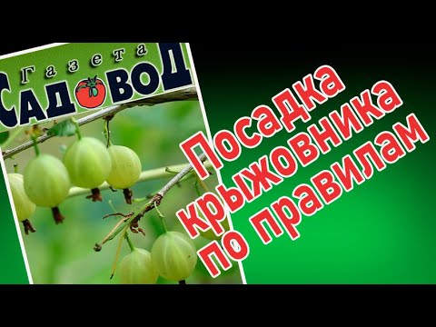 Видео: ПОСАДКА КРЫЖОВНИКА по правилам